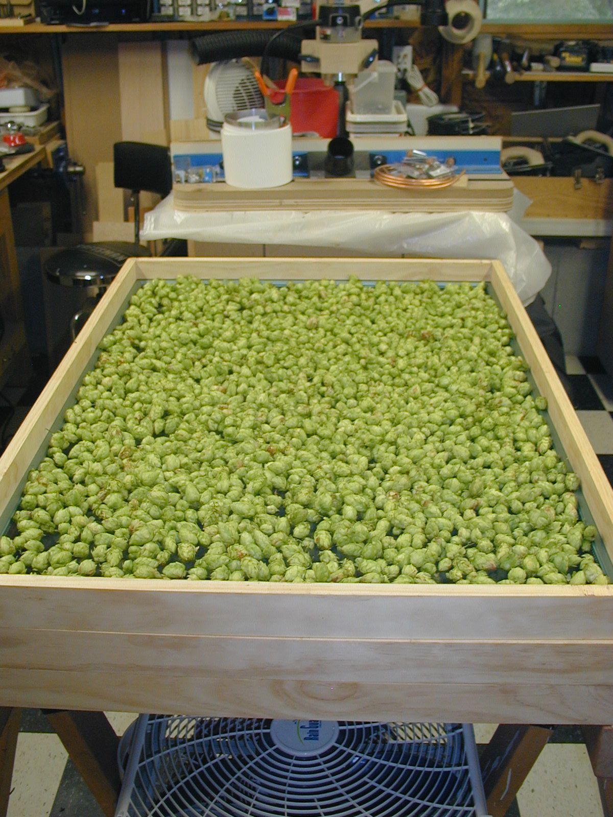 hops_18aug2013_07.jpg