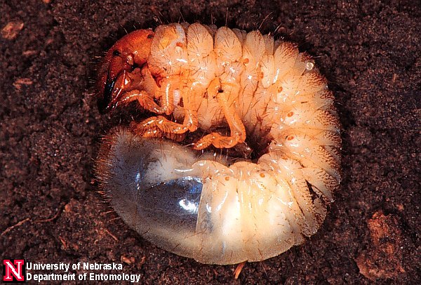 Japanese_beetle_grub.jpg