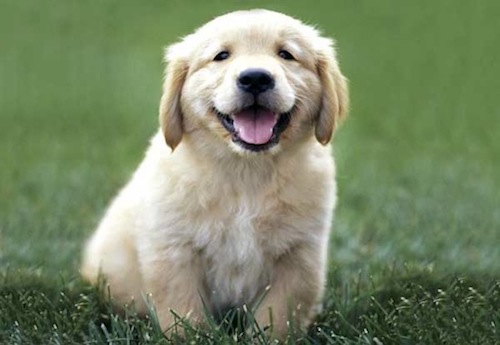 golden_retriever_puppy_smiling.jpg