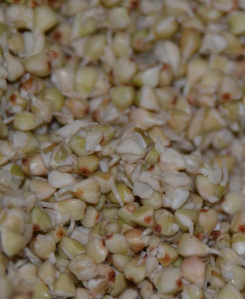 malting buckwheat.jpg