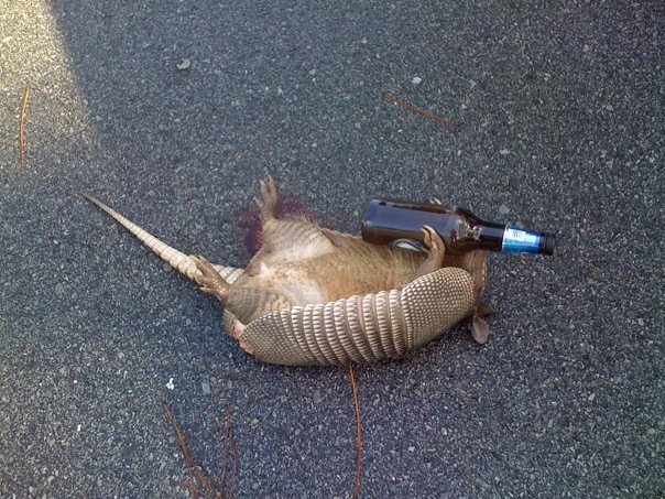 partyarmadillo.jpg