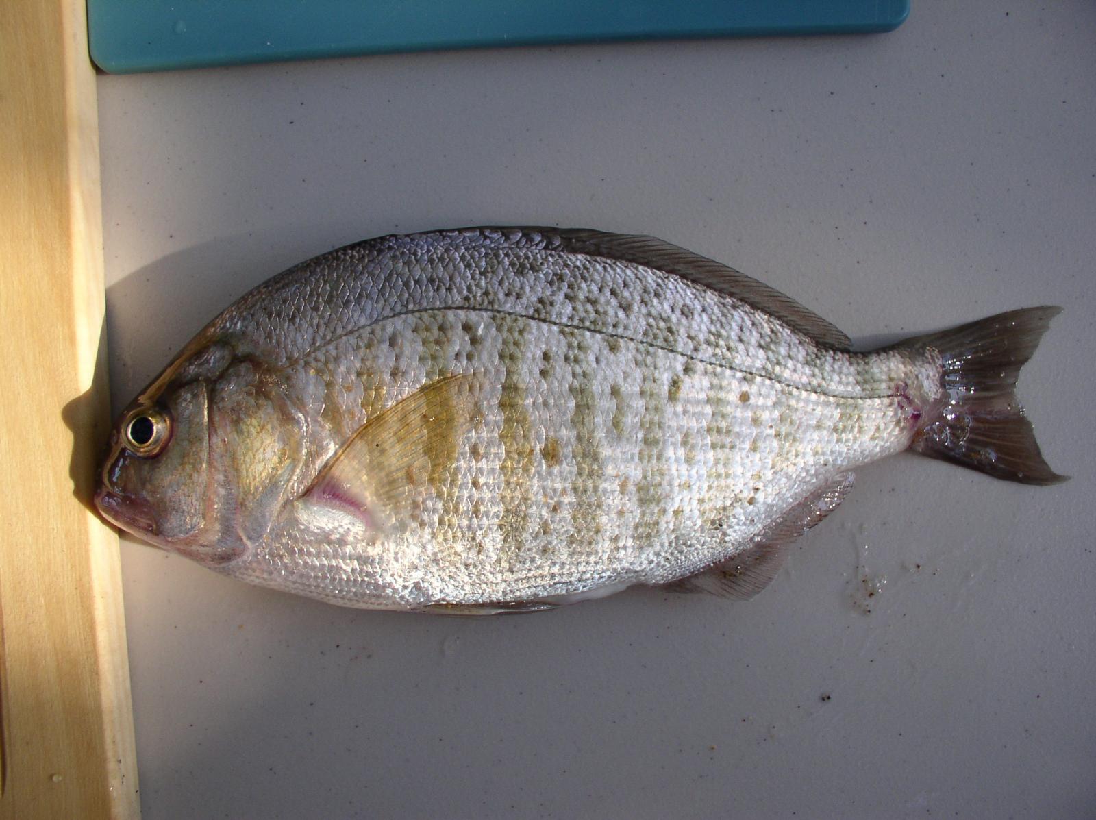 barred surf perch 11-24-14-2.jpg