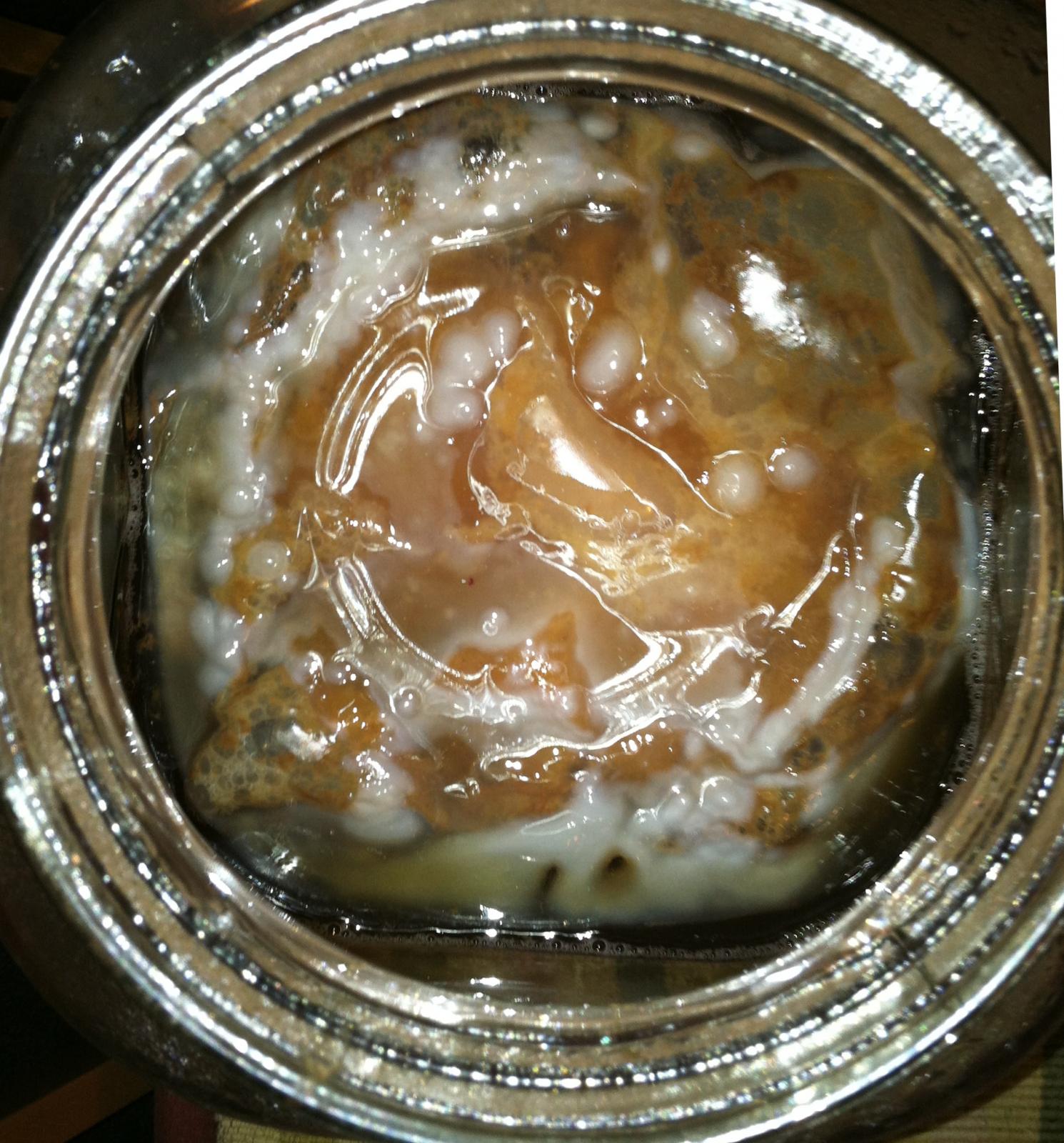 green-tea-scoby.jpg green-tea-scoby.jpg