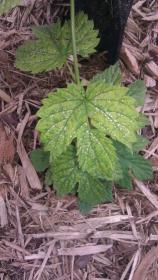 ForumRunner_20110519_182158.jpg ForumRunner_20110519_182158.jpg