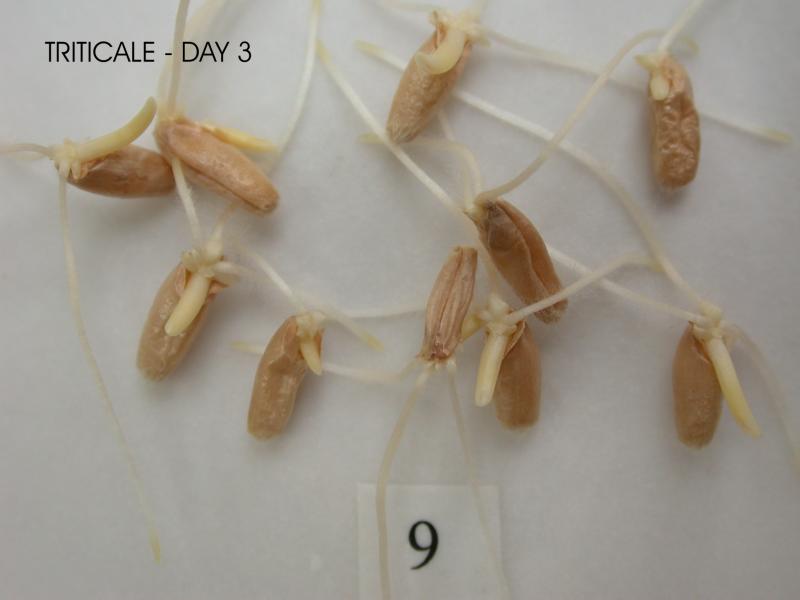 09_day 3_triticale 3.jpg