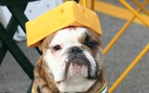 21-can-dogs-eat-cheese-300x187.jpg