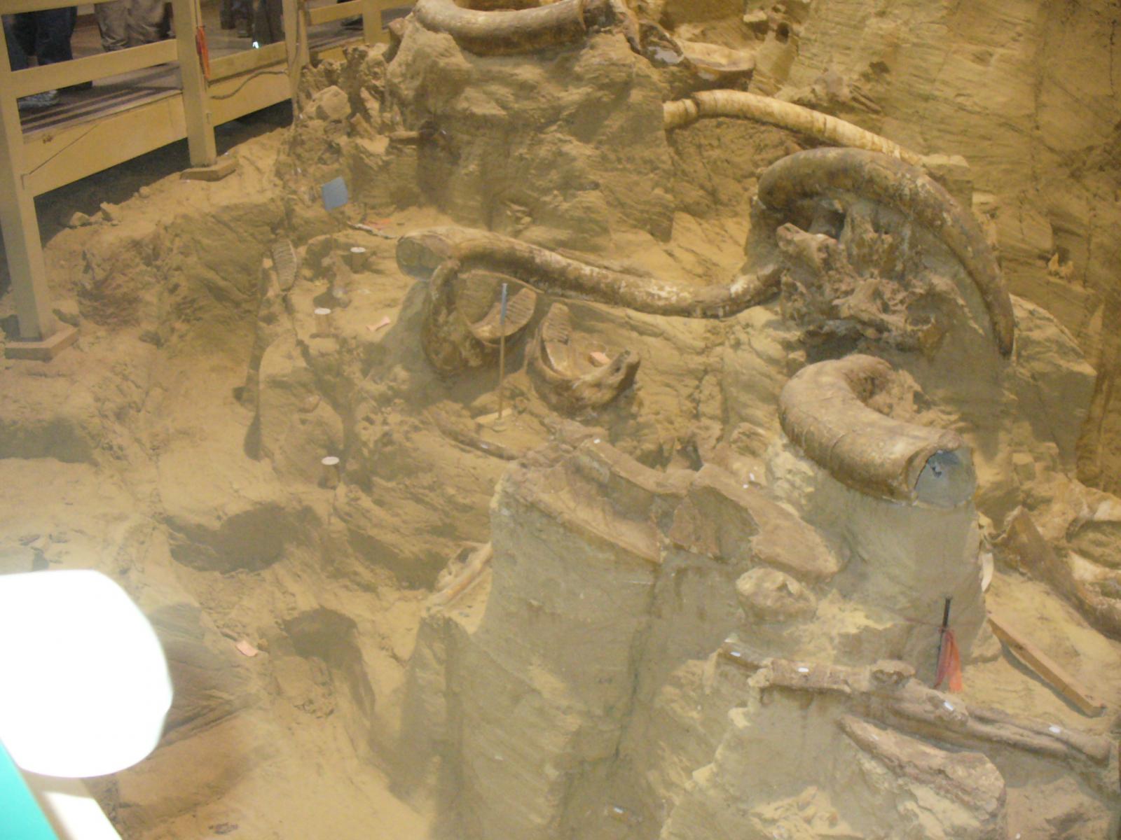 Mammoth Site 058.jpg