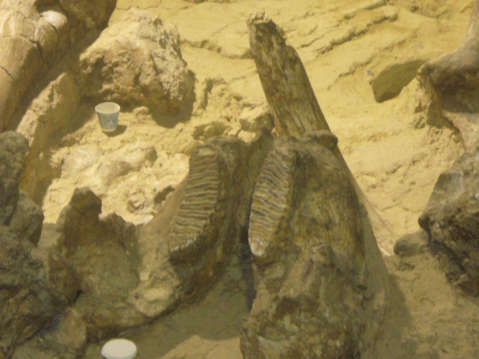Mammoth Site 067.jpg