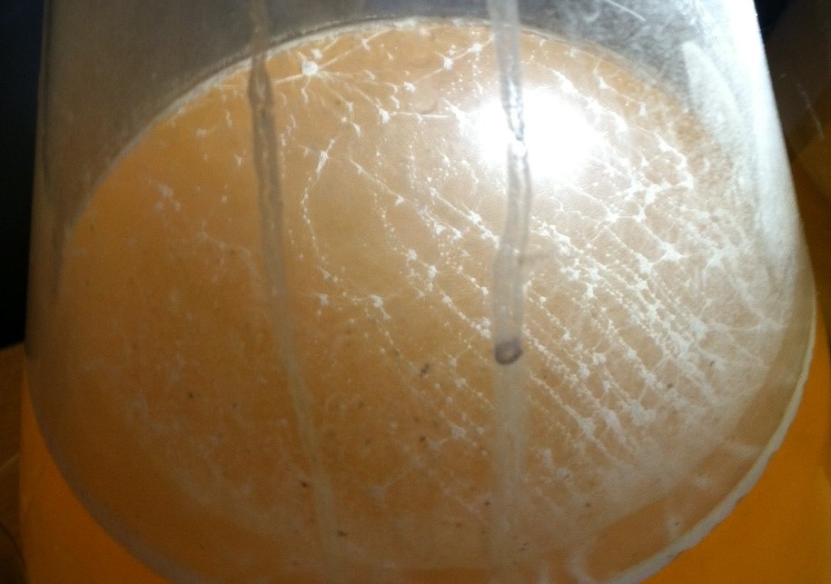 my pellicle.jpg