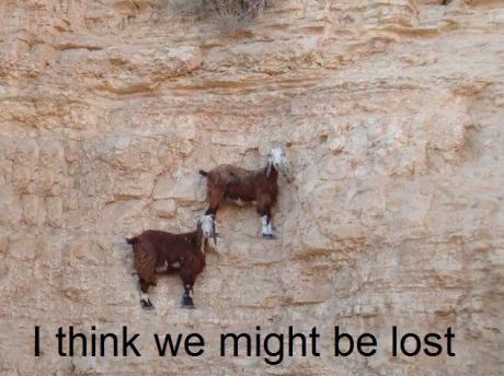 funny-picture-goat-might-be-lost.jpg