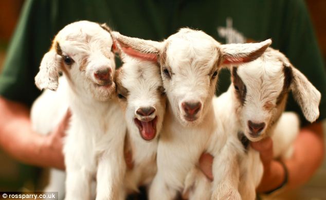 goats2.jpg