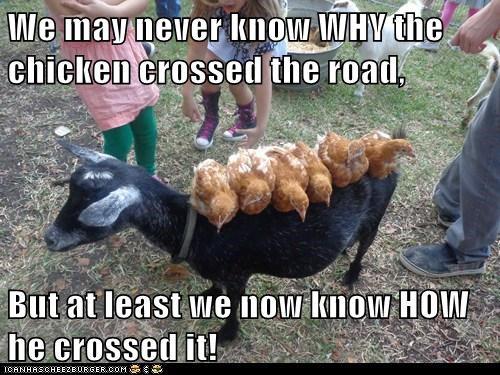 Why-The-Chicken-Crossed-The-Road--And-HOW.jpg