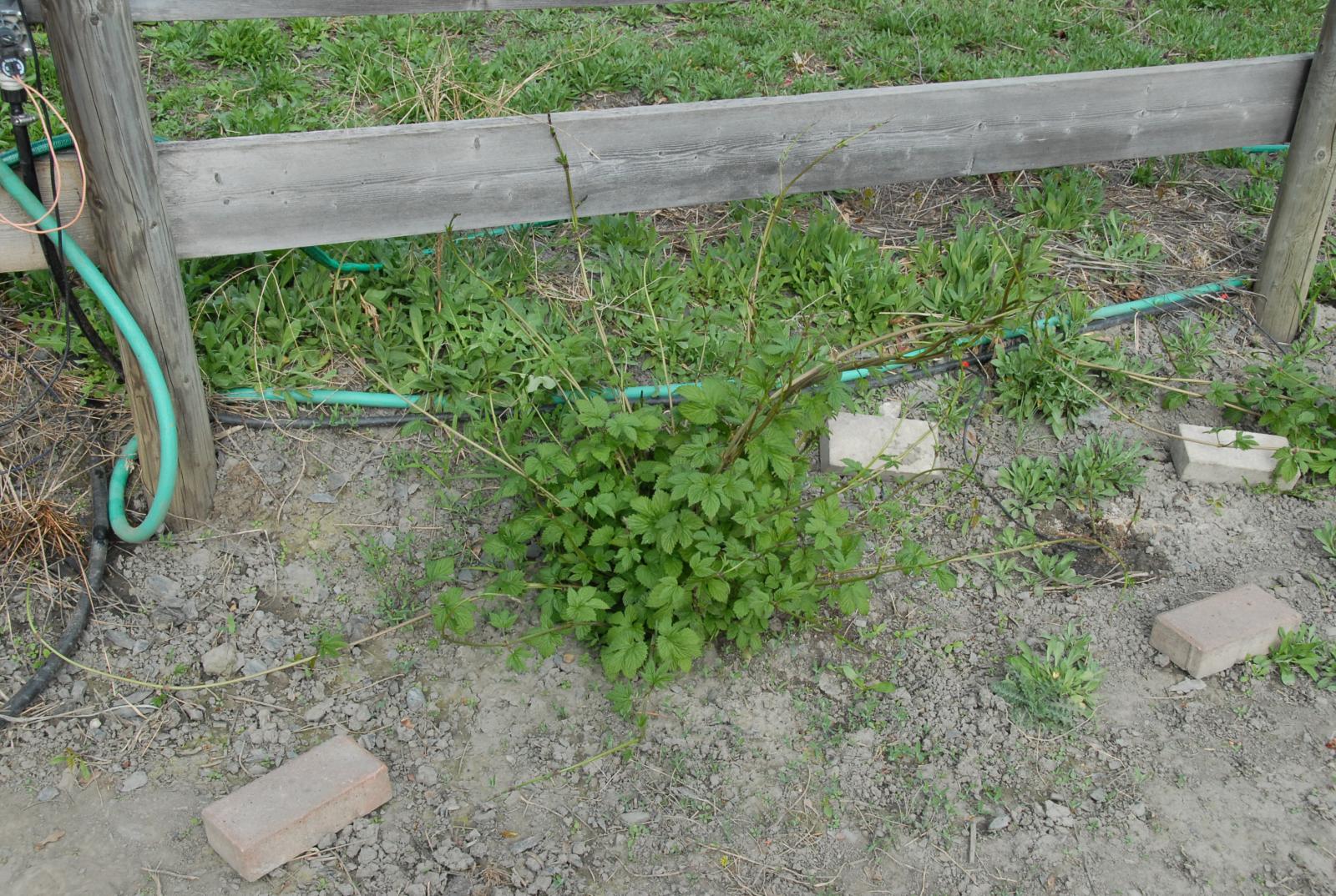 DSC_3756.jpg
