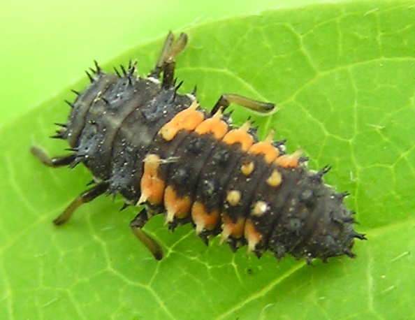 Larva.jpg