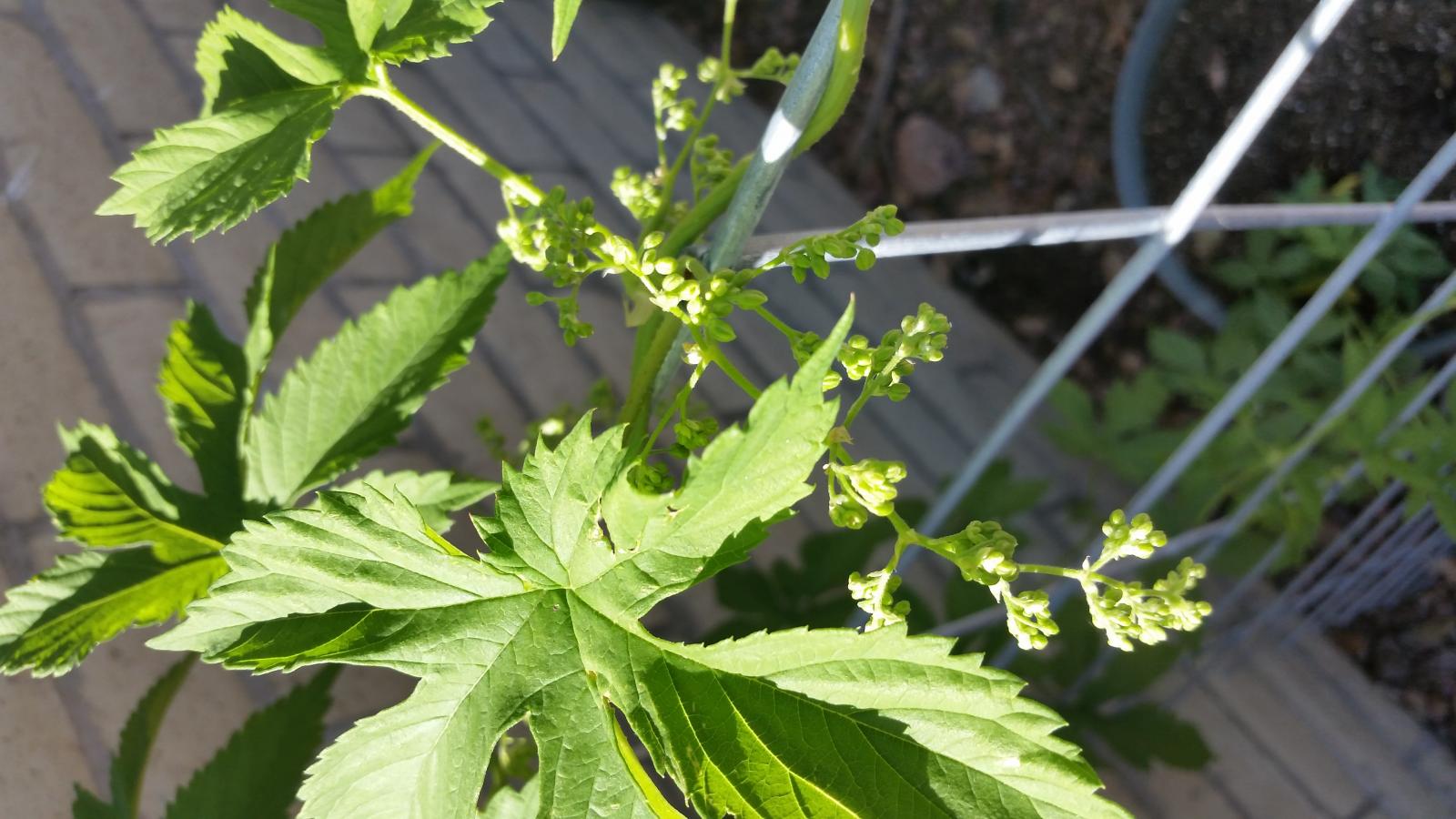 20150602_160624.jpg