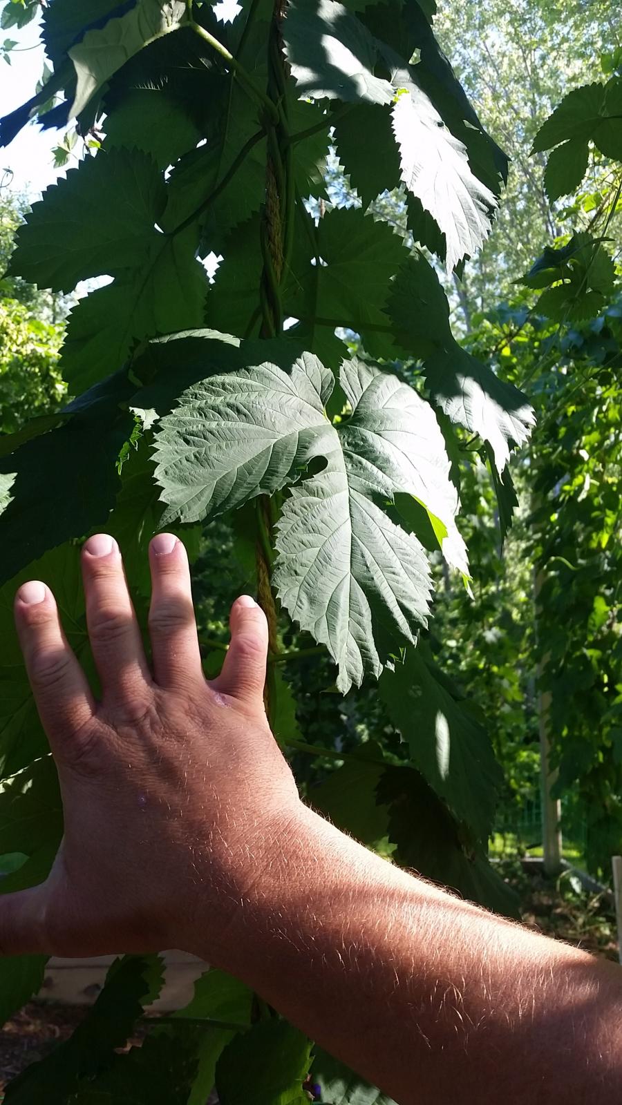 Leafys Hops.jpg Leafys Hops.jpg