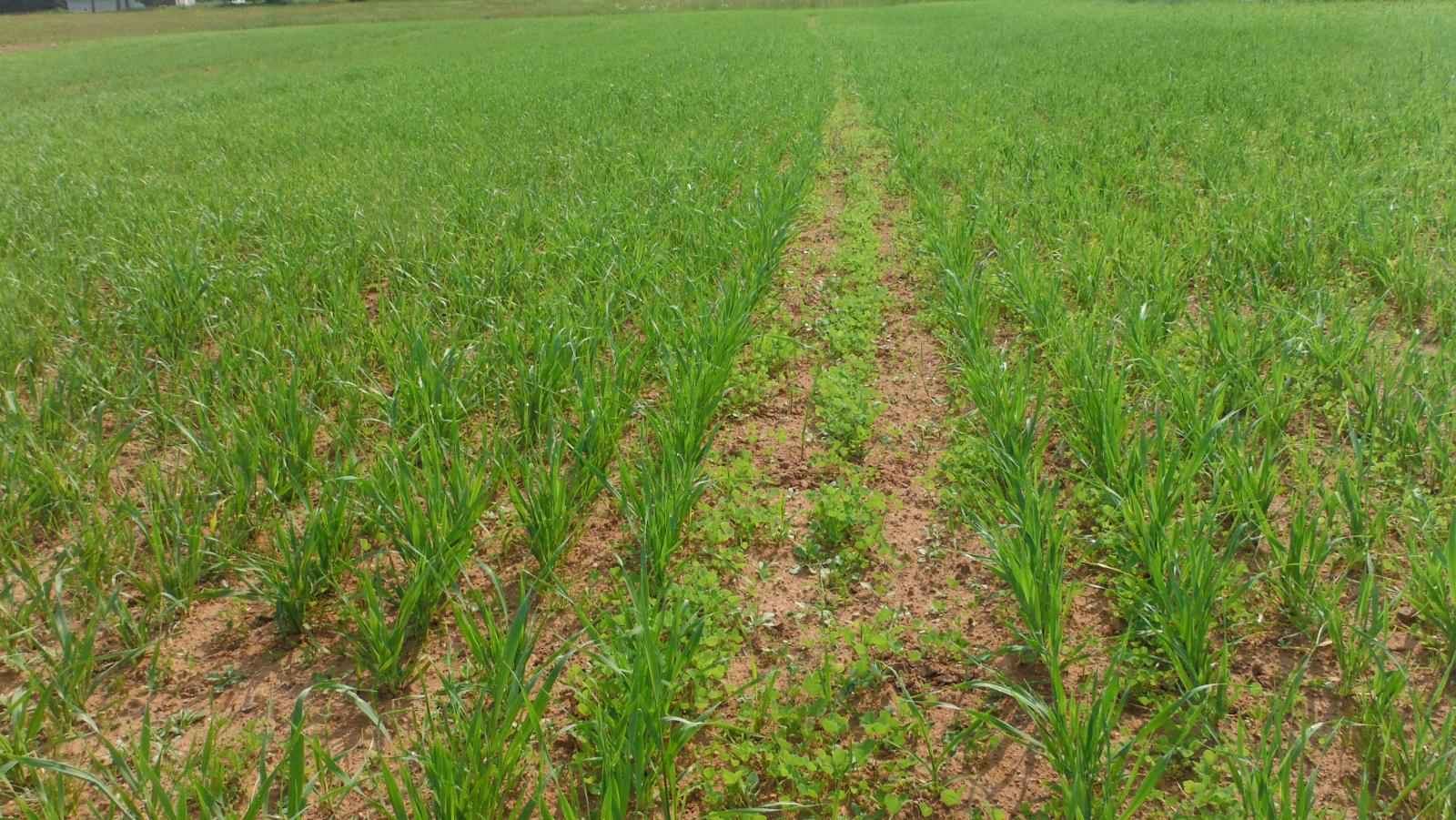 07.11.15 Barley Field.jpg