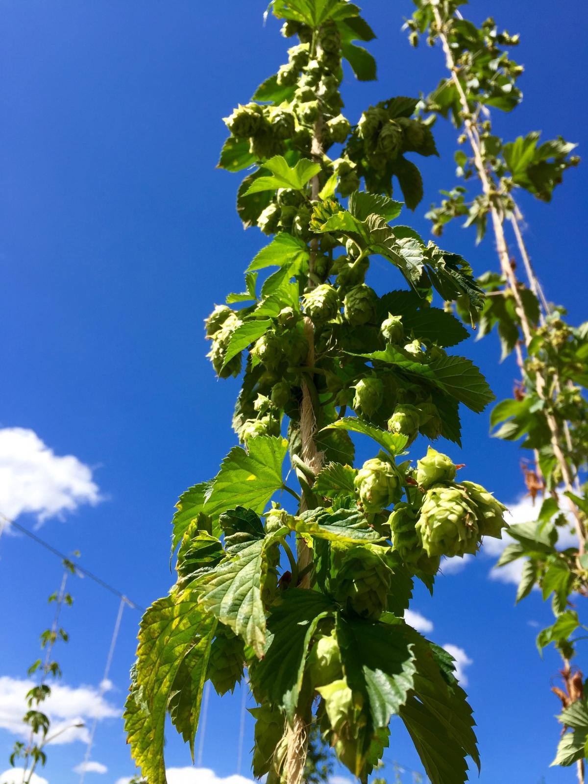 hops - 2.jpg