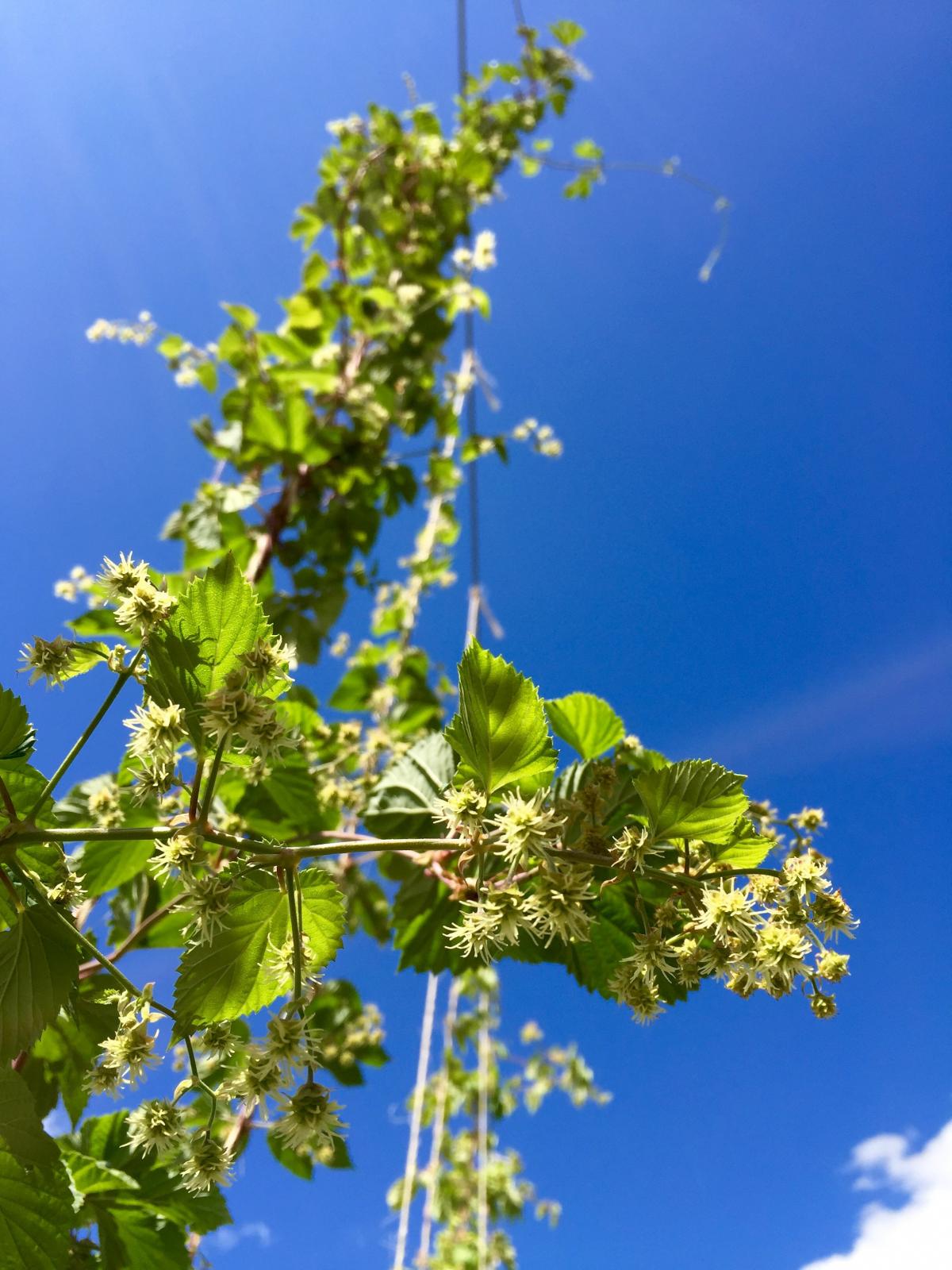 hops - 4.jpg