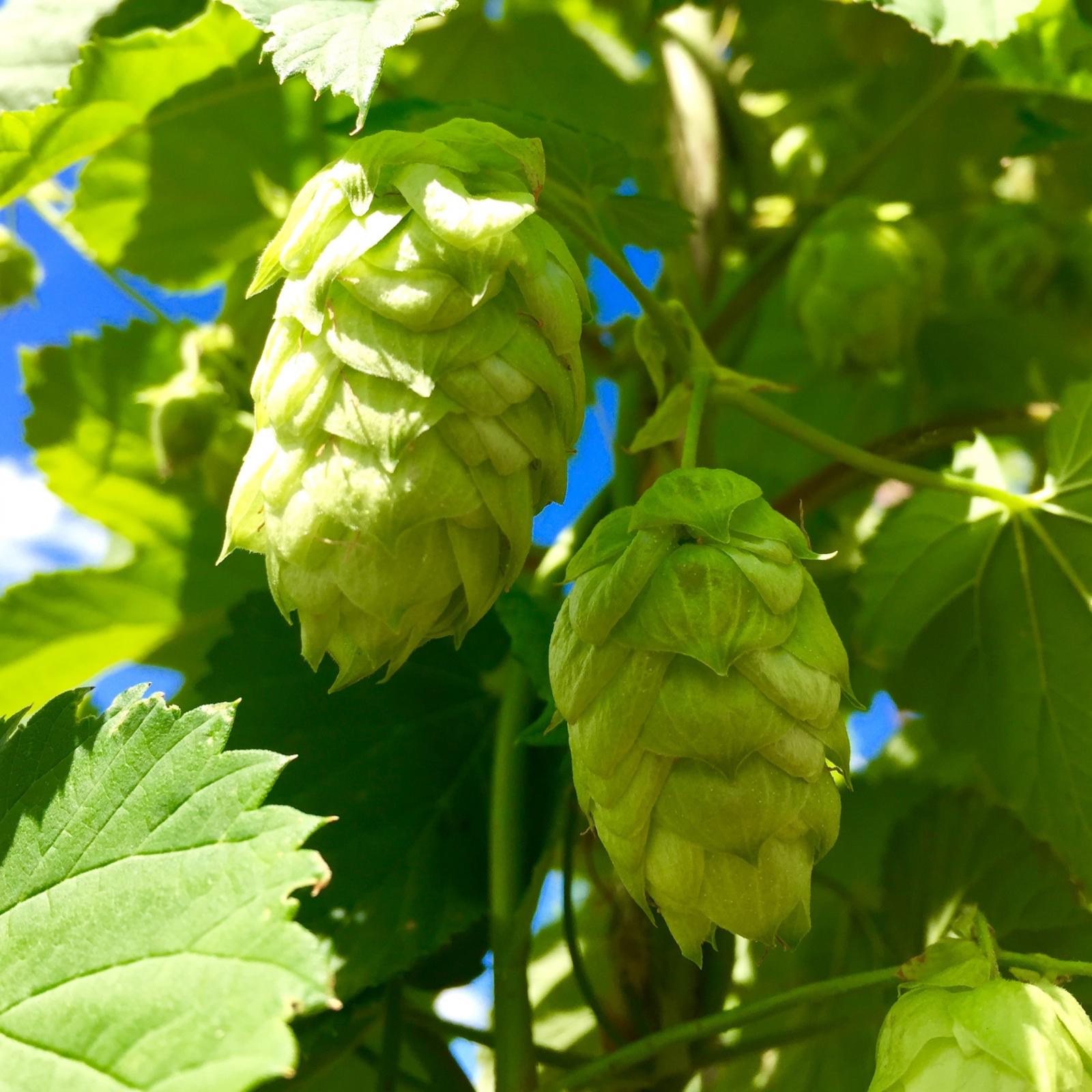 hops - 5.jpg