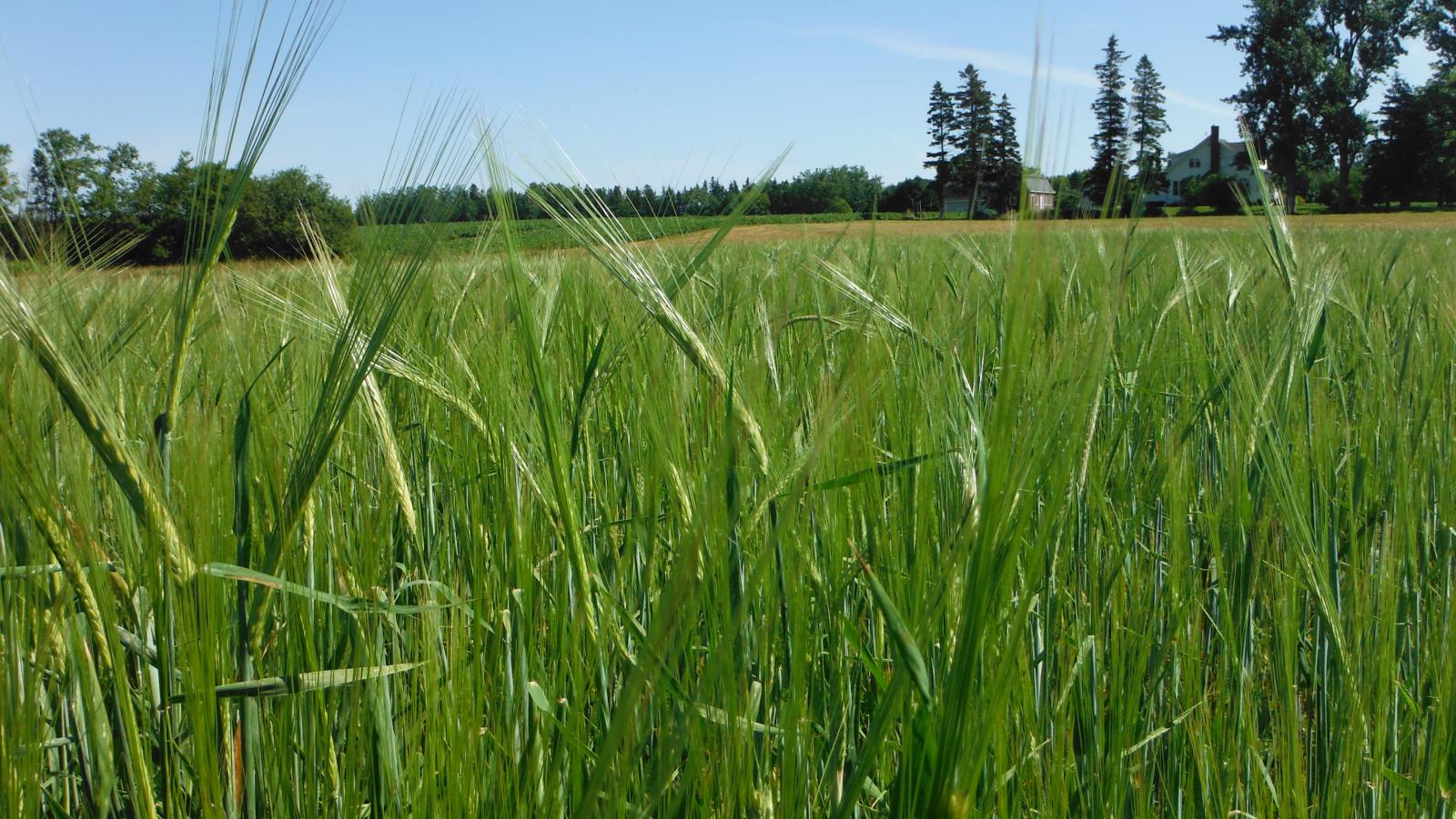 08.11.15 Barley Field.jpg