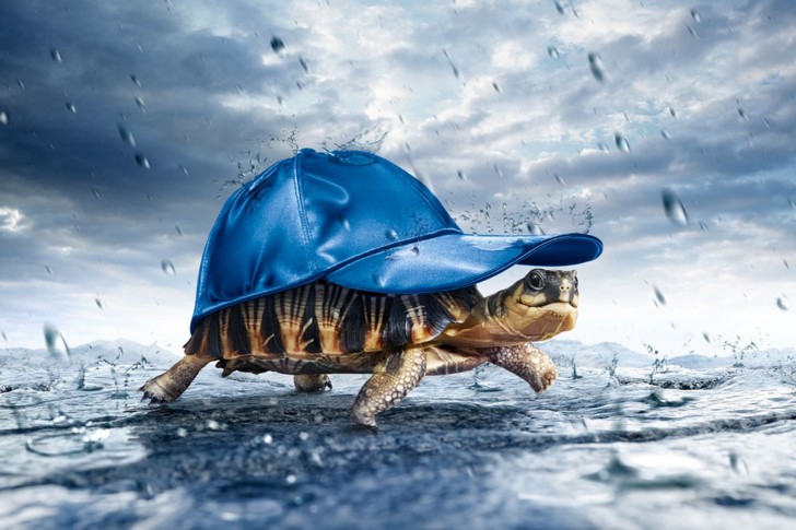 turtles-wearing-a-hat-walking-in-the-rain-fun-happy-animal-485x728.jpg