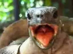 turtle yell.jpg