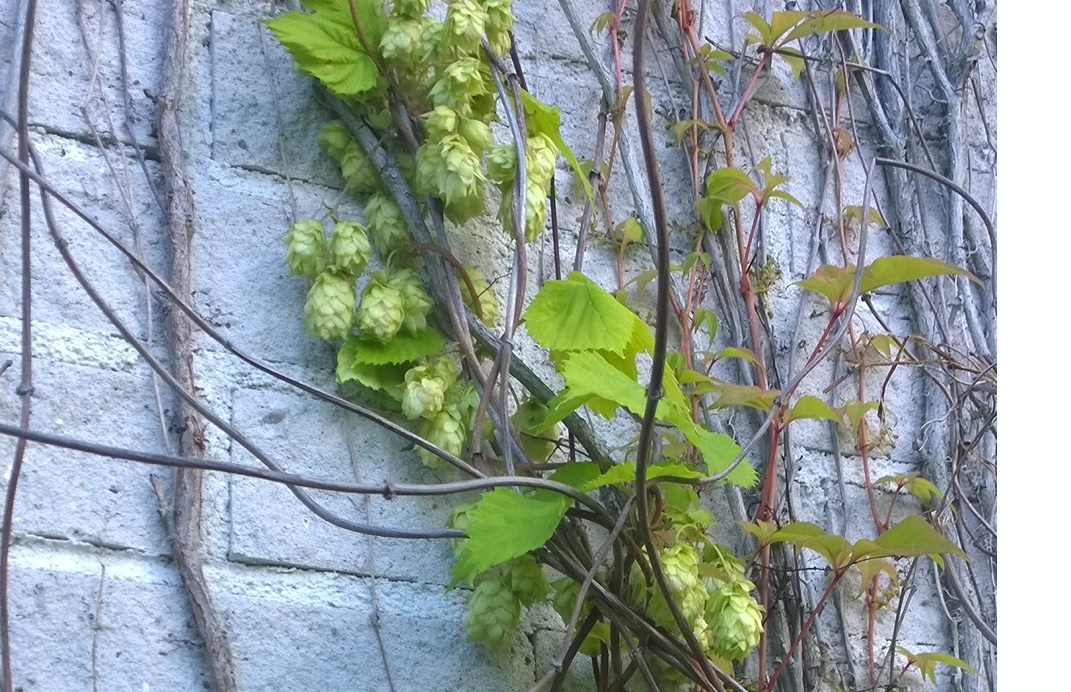 hops.jpg