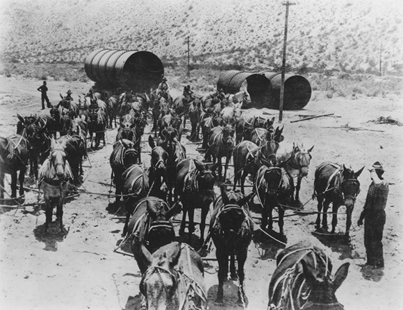 herd of mules 2.jpg