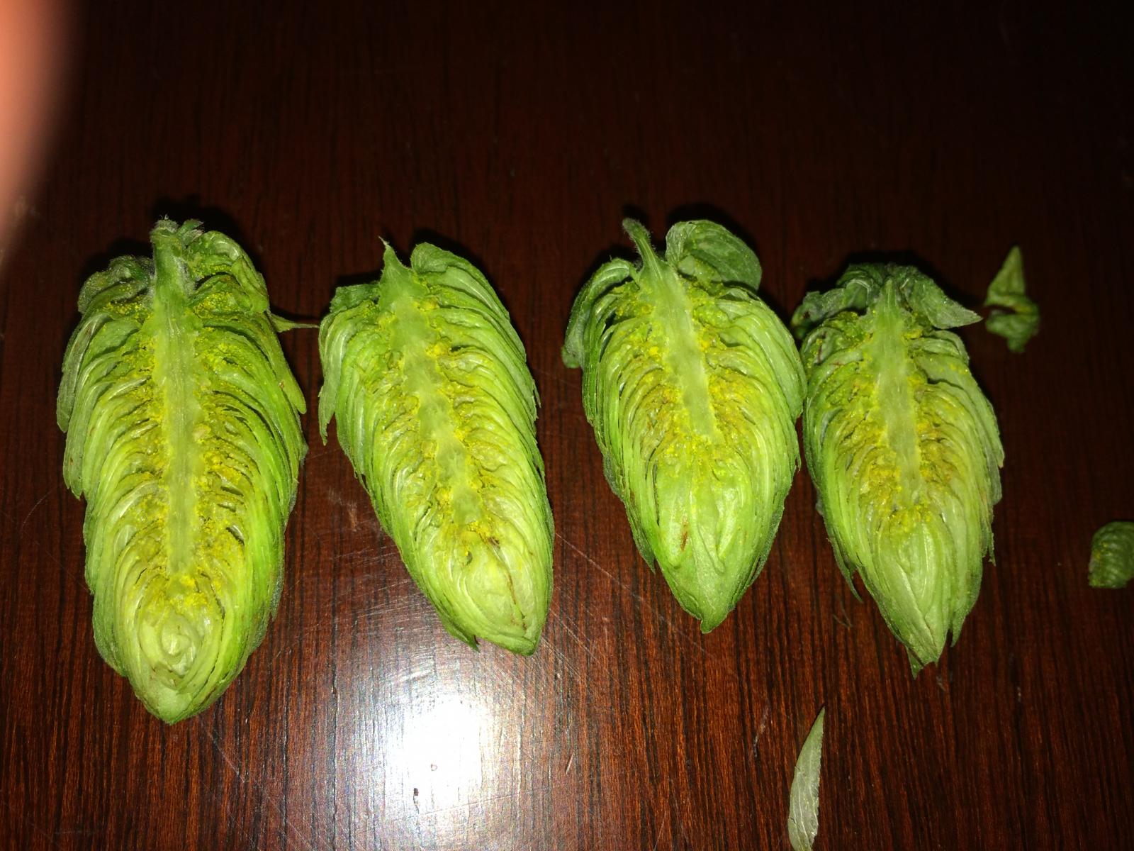 Hops.jpg
