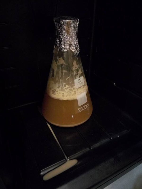 yeast starter.jpg