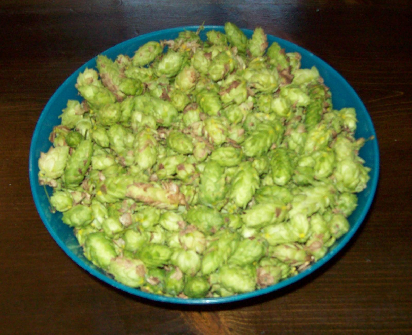 Hops01.jpg