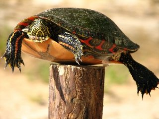 Post turtle.jpg