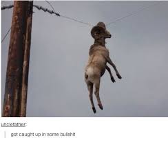 hanging goat.jpg