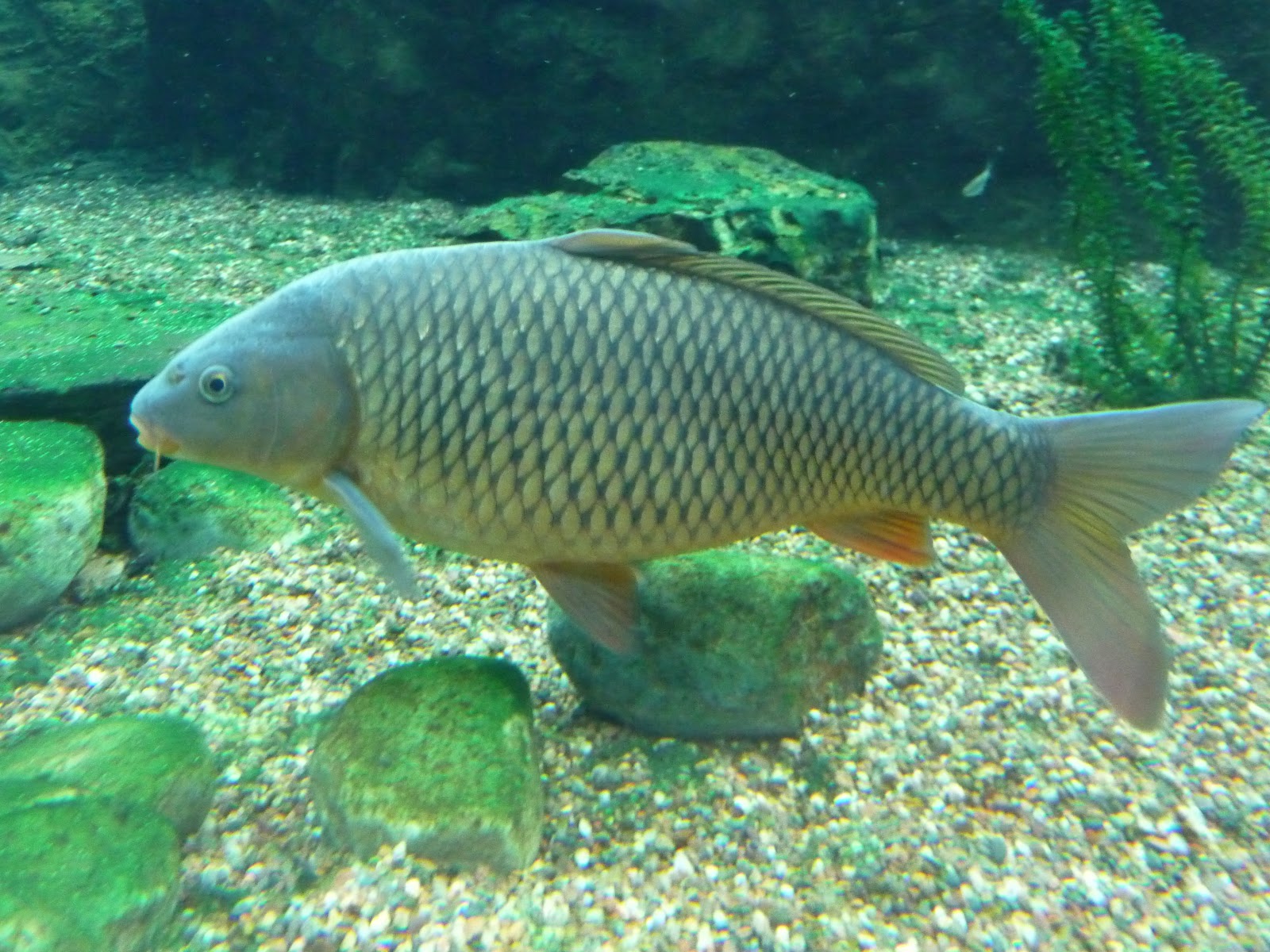 carp.jpg