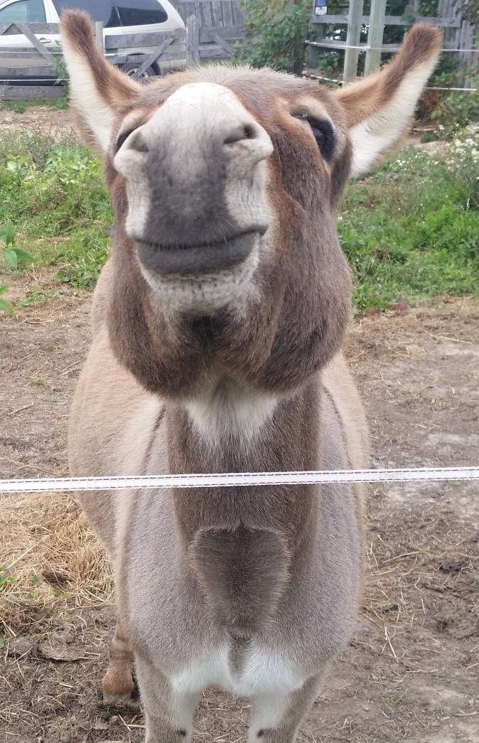 Donkey Lips.jpg