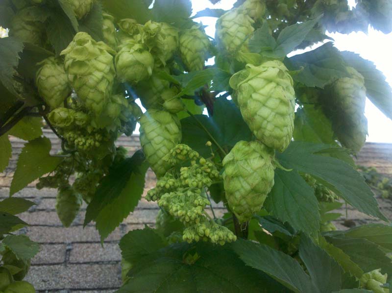 Hop Seeds1.jpg