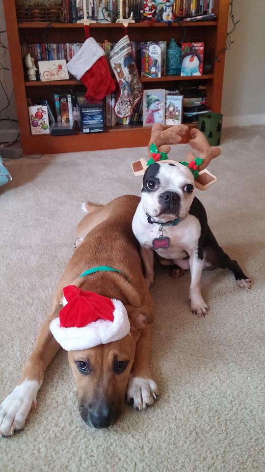 dogs christmas 2015.jpg