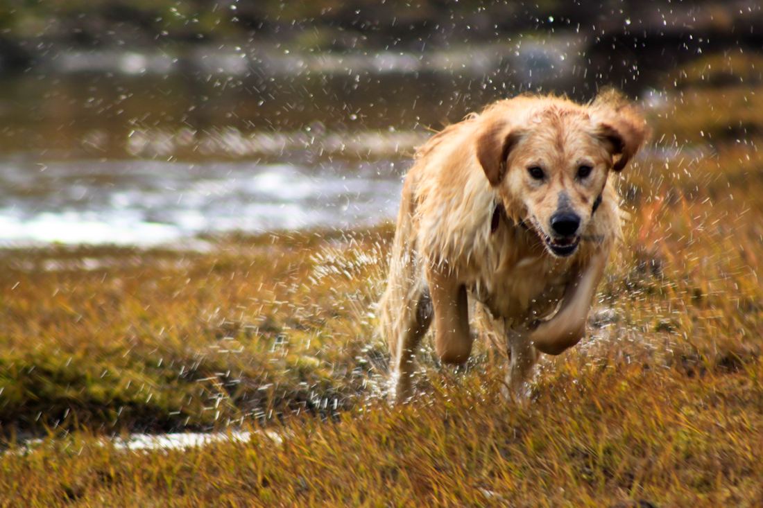 Hatchers Pass with Bailey-7.jpg