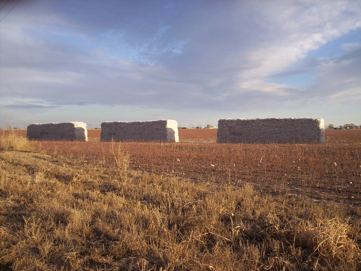 West_Texas_Cotton.jpg