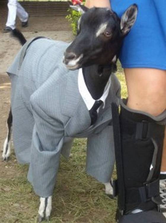 goatsuit.jpg