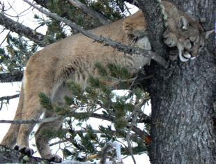lionhunts-hdr-310.jpg