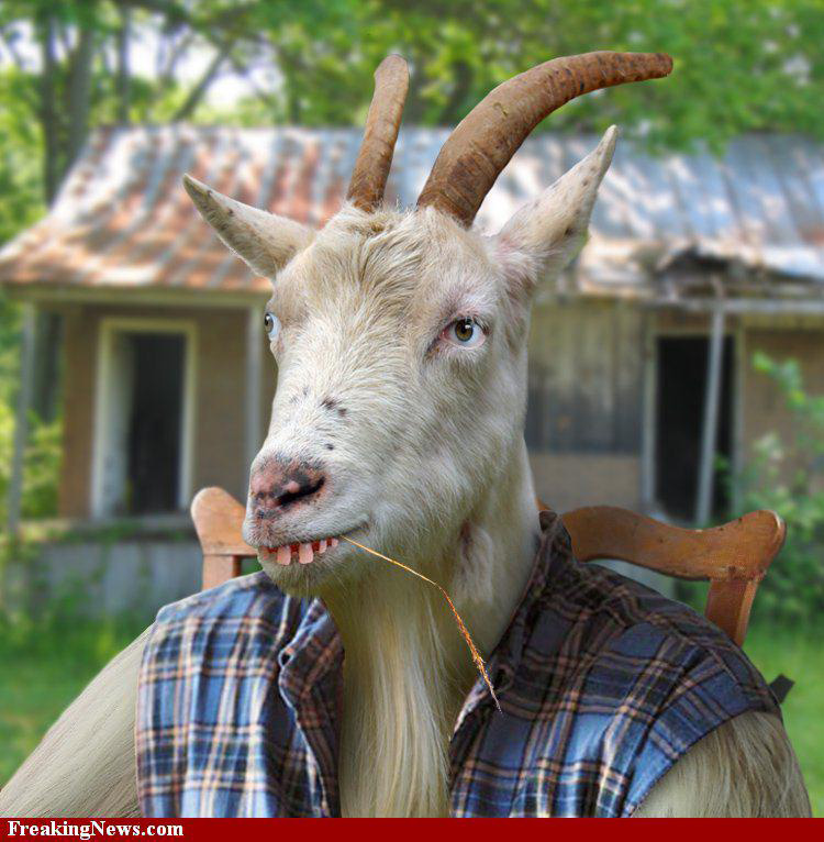 goat-wife-beater.jpg