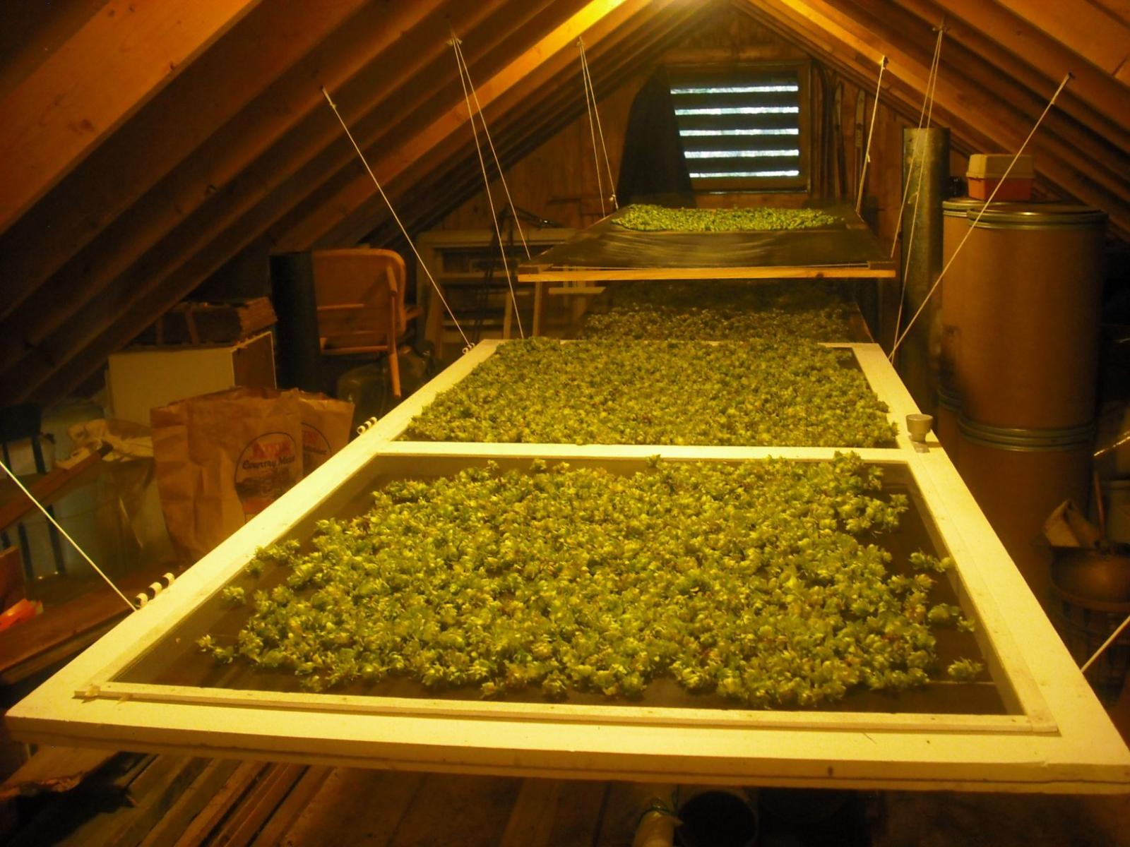 Hop-drying-2015.jpg