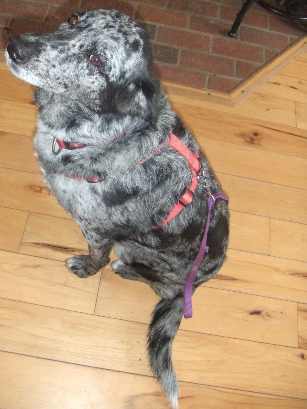 harness.jpg