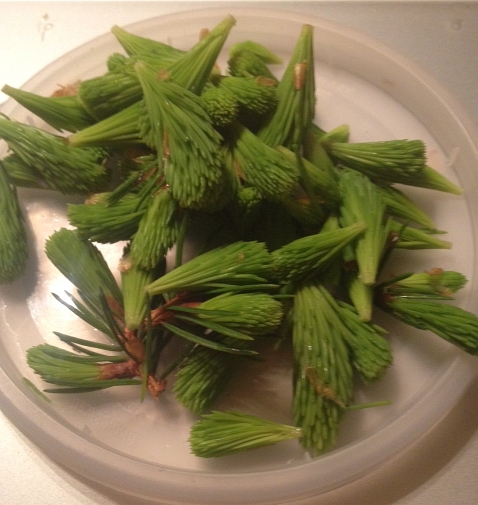 spruce tips.jpg