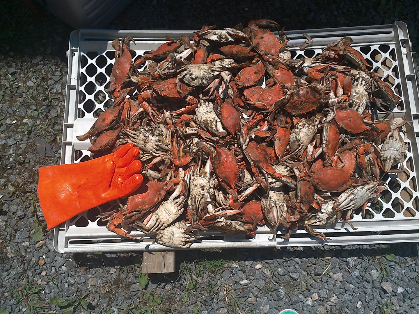 Crabs 0724.jpg