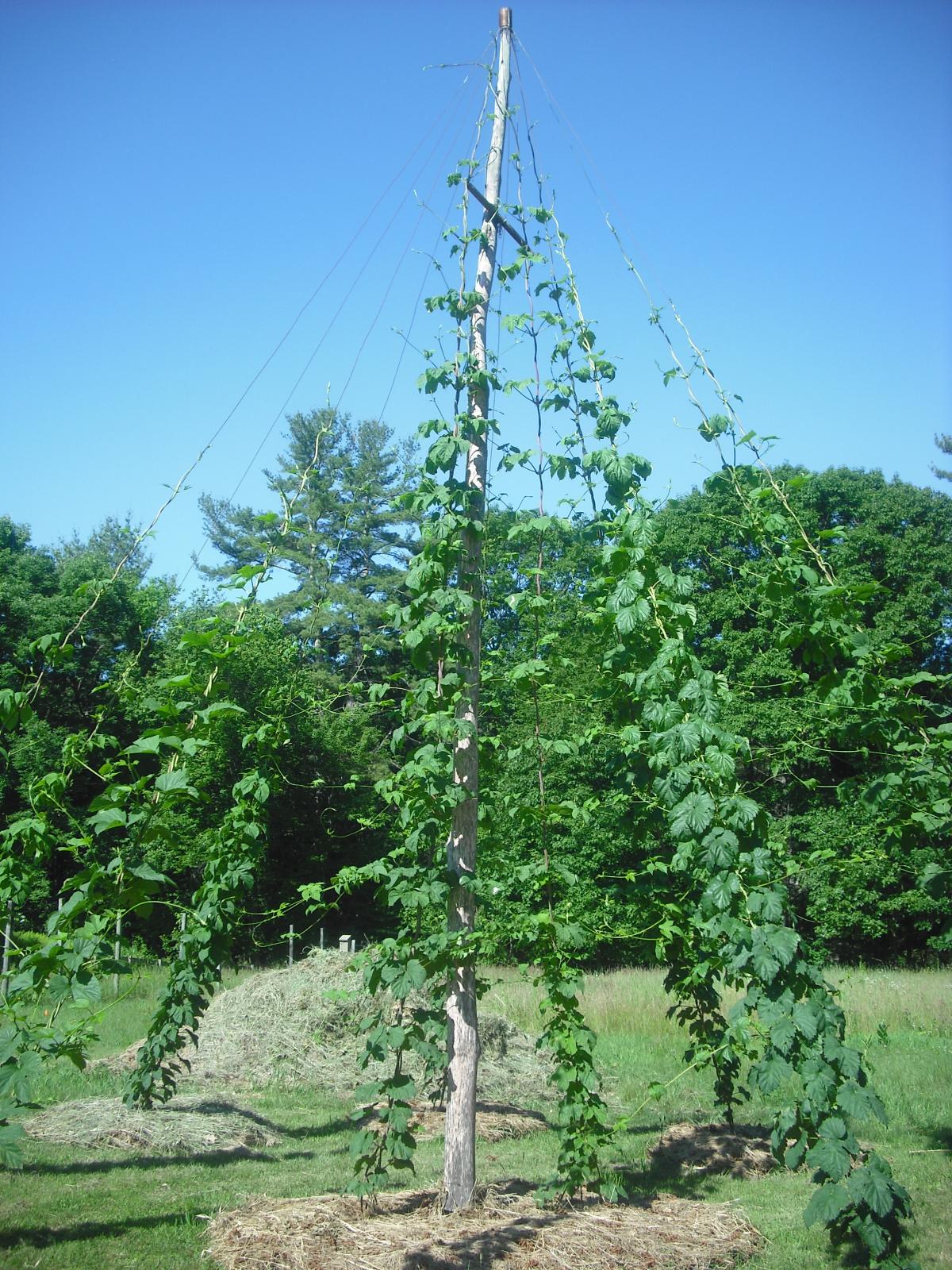 DSCF0735.jpg