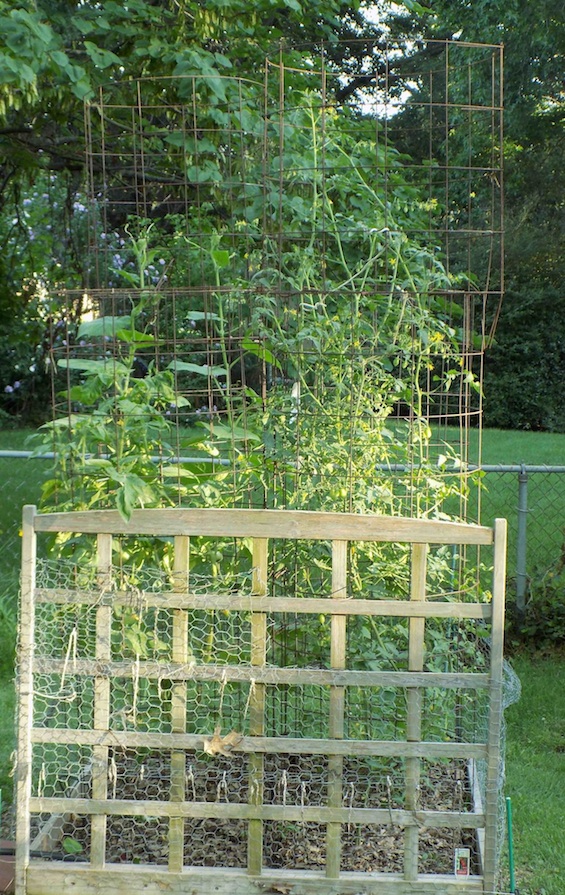 tomatoes cage.jpg