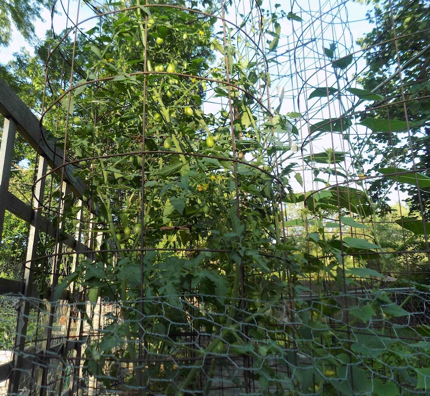 tomatoes 2.jpg